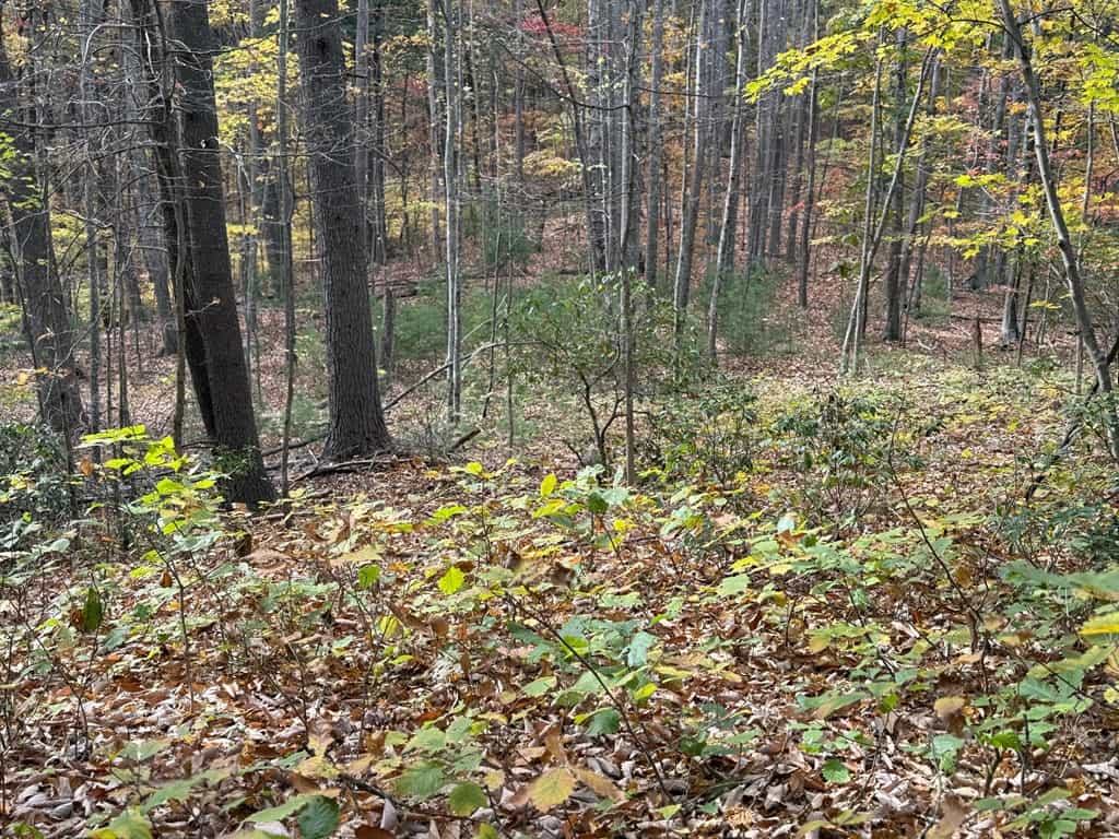 Blackwells Hollow: Your Albemarle County Mountain Retreat – The Ultimate Hunting and Recreation Sanctuary