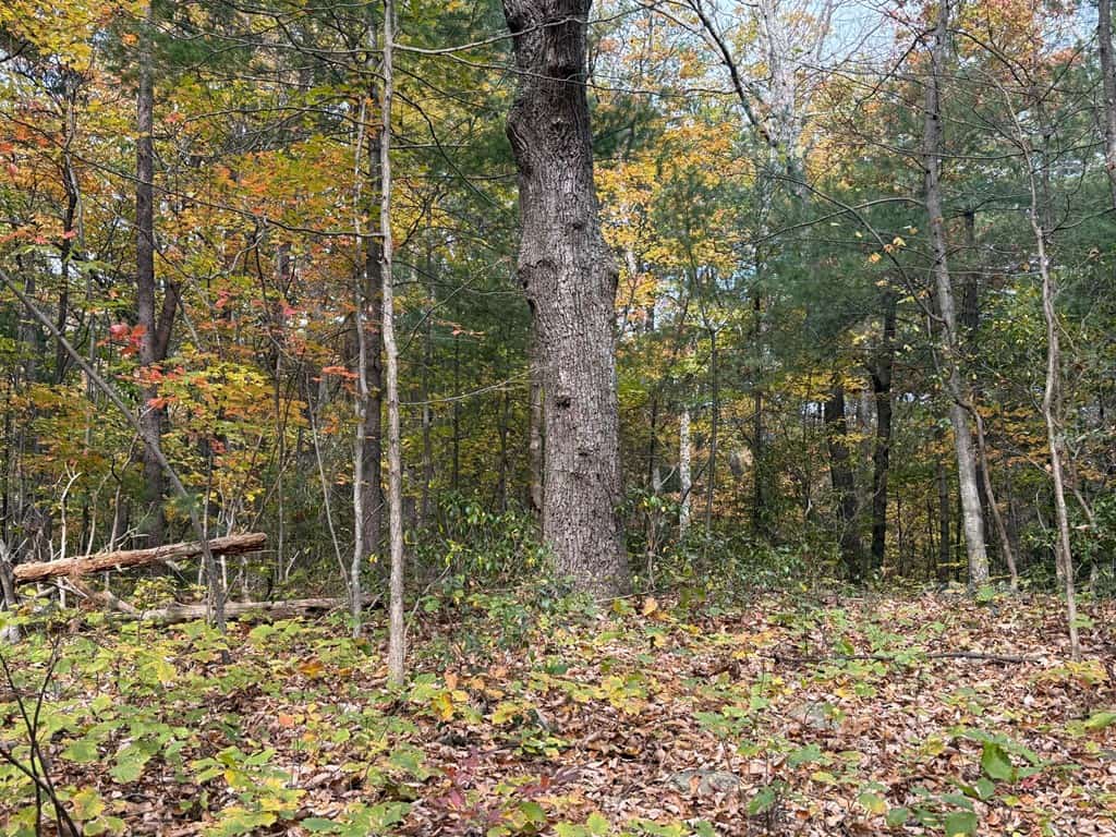 Blackwells Hollow: Your Albemarle County Mountain Retreat – The Ultimate Hunting and Recreation Sanctuary