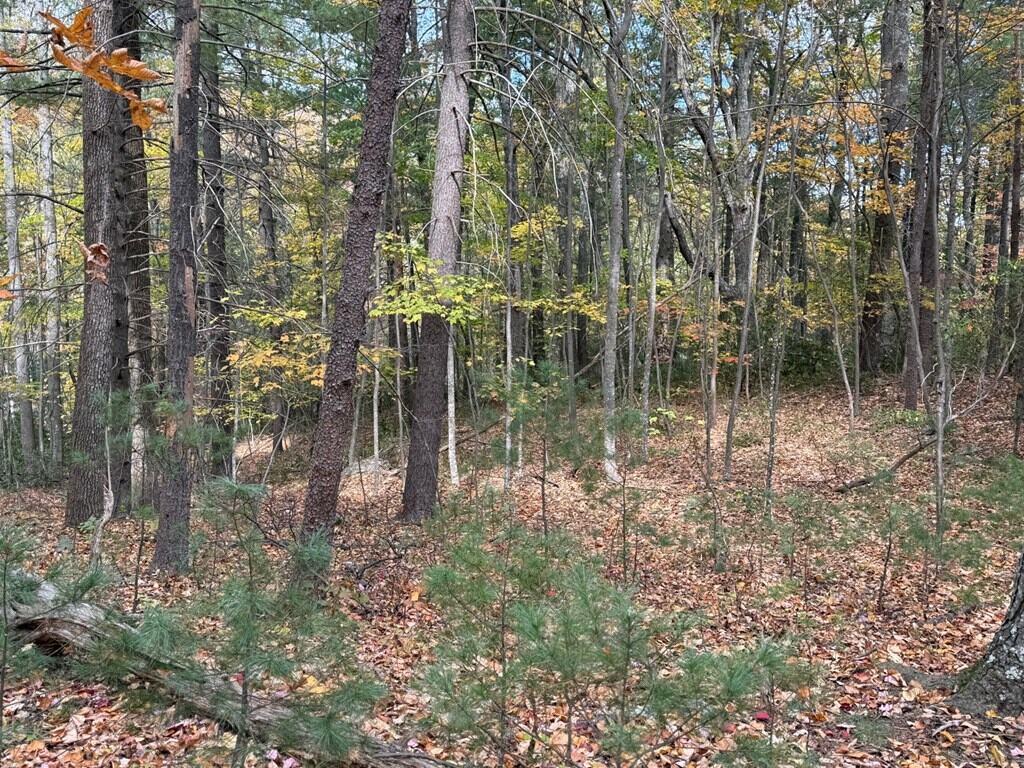 Blackwells Hollow: Your Albemarle County Mountain Retreat – The Ultimate Hunting and Recreation Sanctuary