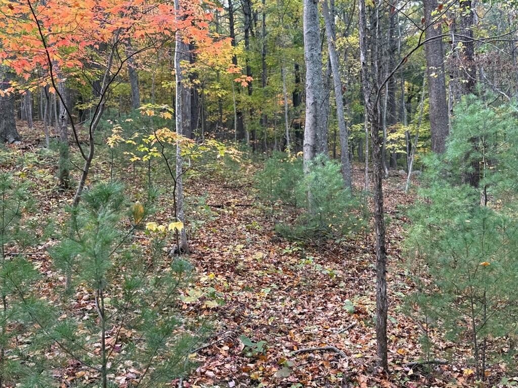 Blackwells Hollow: Your Albemarle County Mountain Retreat – The Ultimate Hunting and Recreation Sanctuary