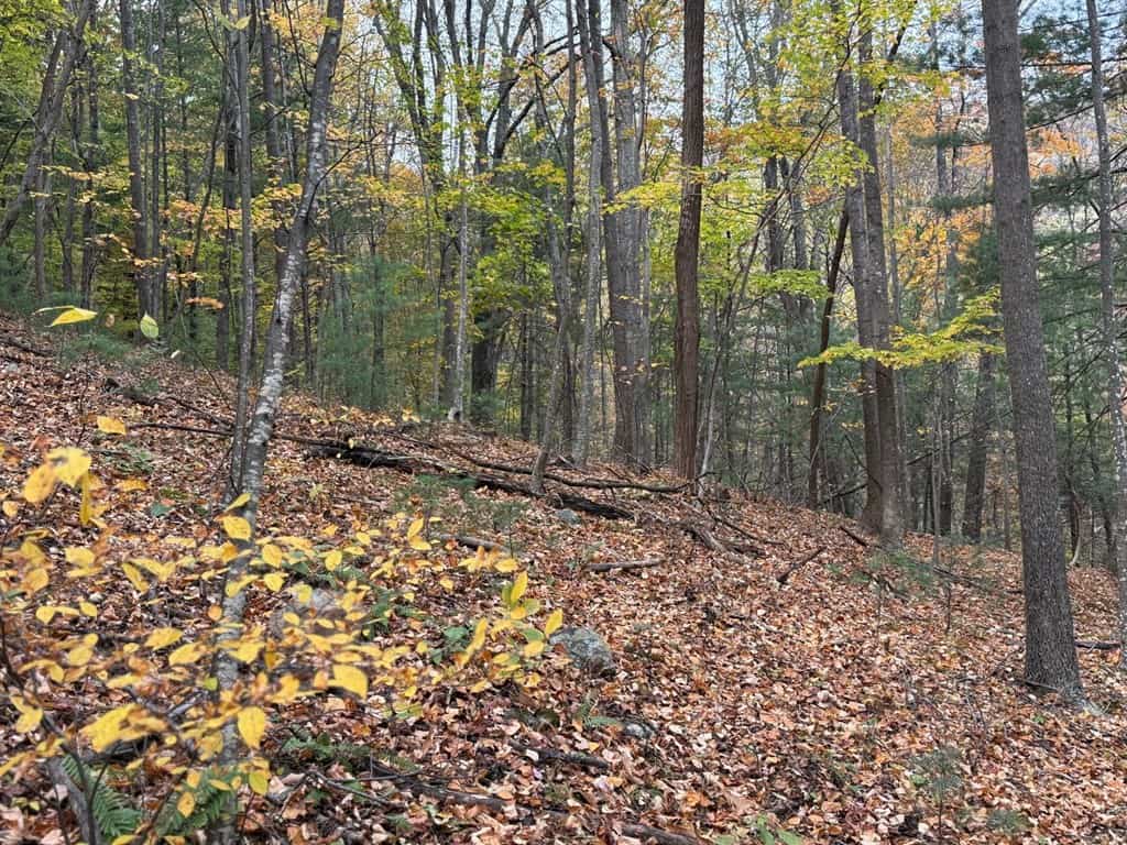 Blackwells Hollow: Your Albemarle County Mountain Retreat – The Ultimate Hunting and Recreation Sanctuary