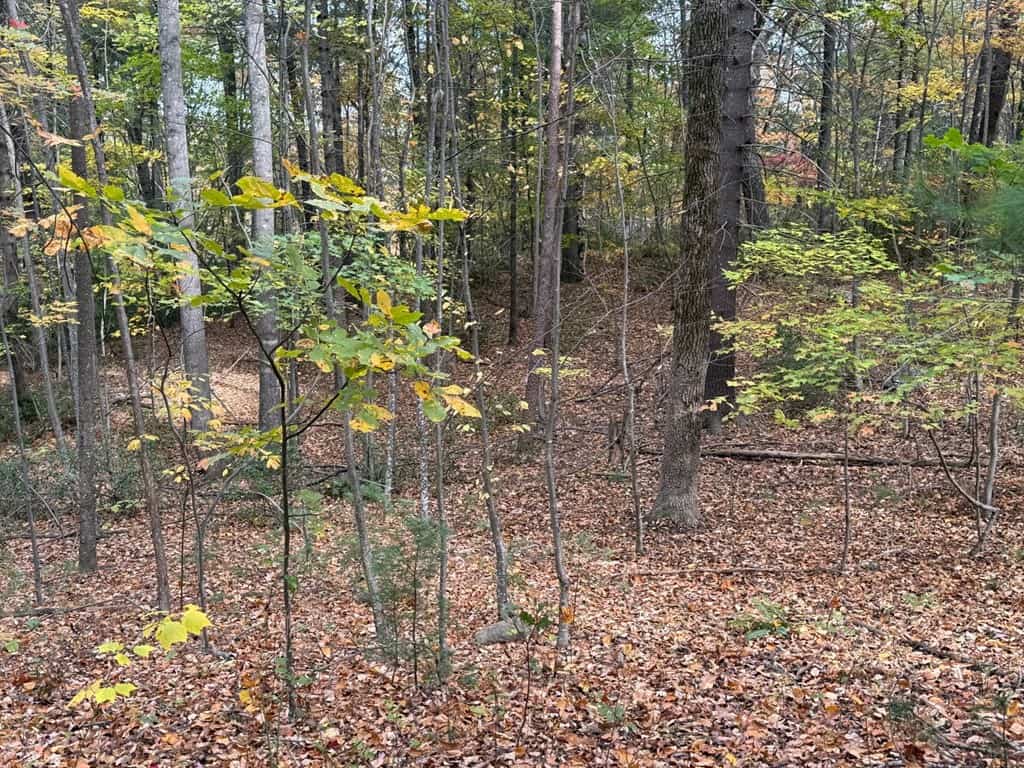 Blackwells Hollow: Your Albemarle County Mountain Retreat – The Ultimate Hunting and Recreation Sanctuary