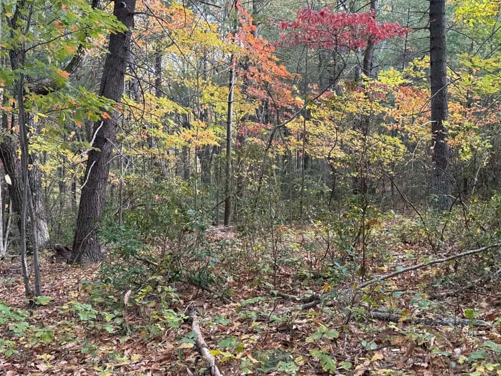 Blackwells Hollow: Your Albemarle County Mountain Retreat – The Ultimate Hunting and Recreation Sanctuary