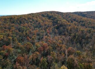 Premier Hunting & Timber Investment with Easy Access & Trails