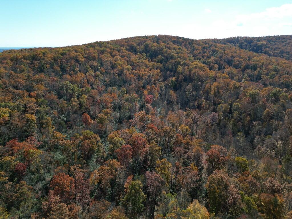 Premier Hunting & Timber Investment with Easy Access & Trails