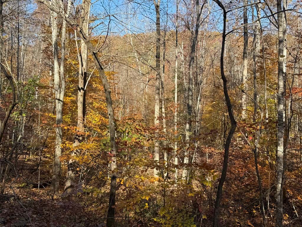 Premier Hunting & Timber Investment with Easy Access & Trails