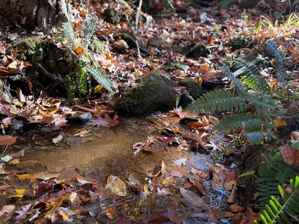 Premier Hunting & Timber Investment with Easy Access & Trails