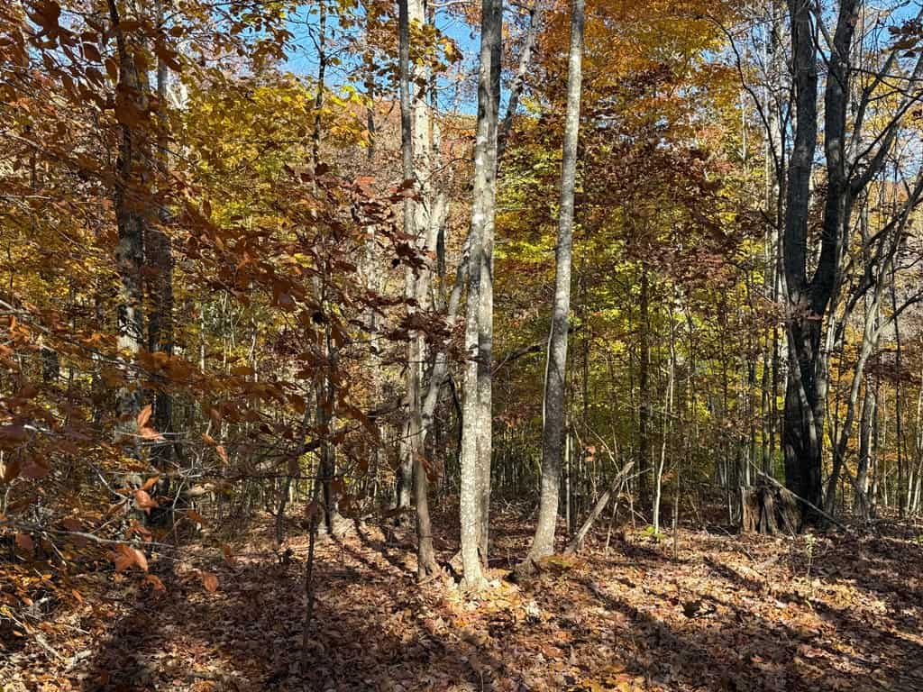 Premier Hunting & Timber Investment with Easy Access & Trails