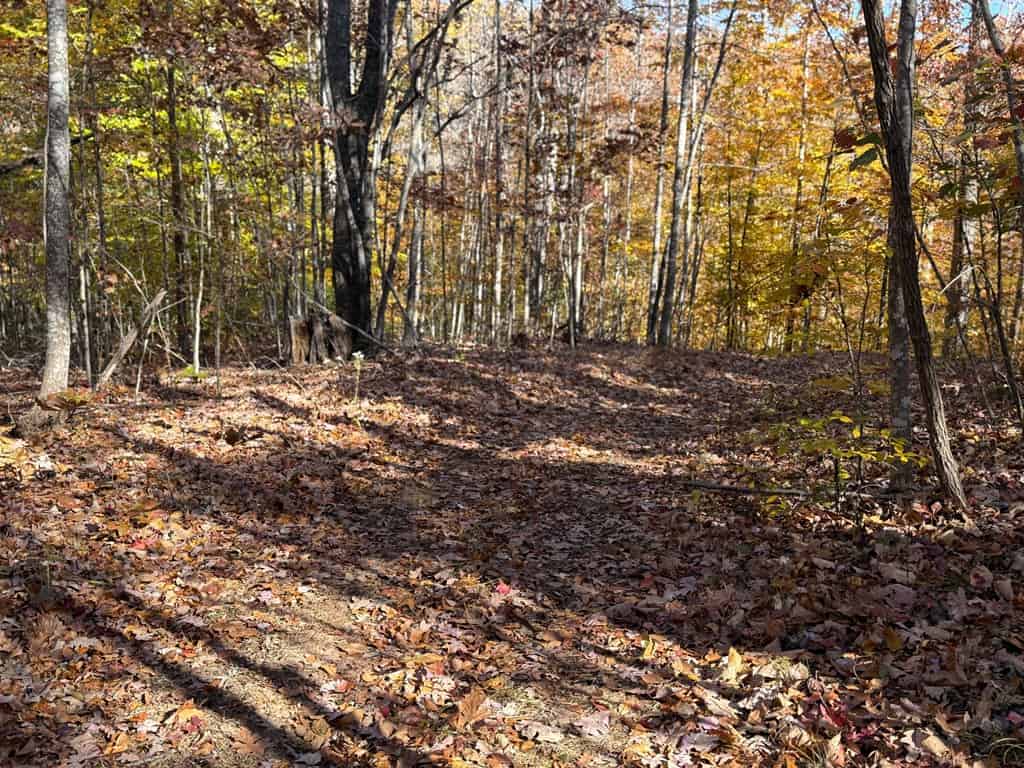 Premier Hunting & Timber Investment with Easy Access & Trails