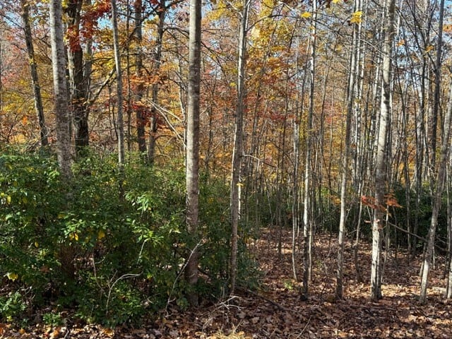 Premier Hunting & Timber Investment with Easy Access & Trails