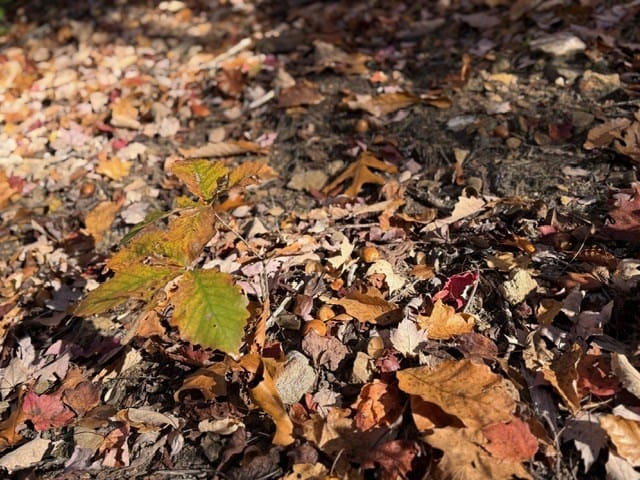 Premier Hunting & Timber Investment with Easy Access & Trails