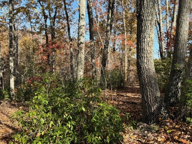 Premier Hunting & Timber Investment with Easy Access & Trails