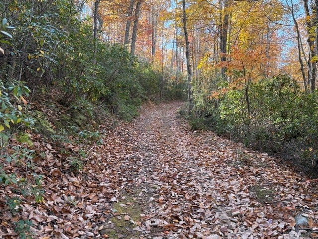 Premier Hunting & Timber Investment with Easy Access & Trails