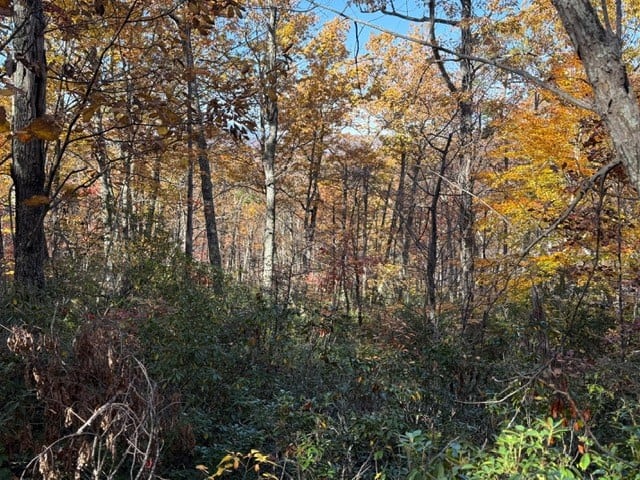 Premier Hunting & Timber Investment with Easy Access & Trails