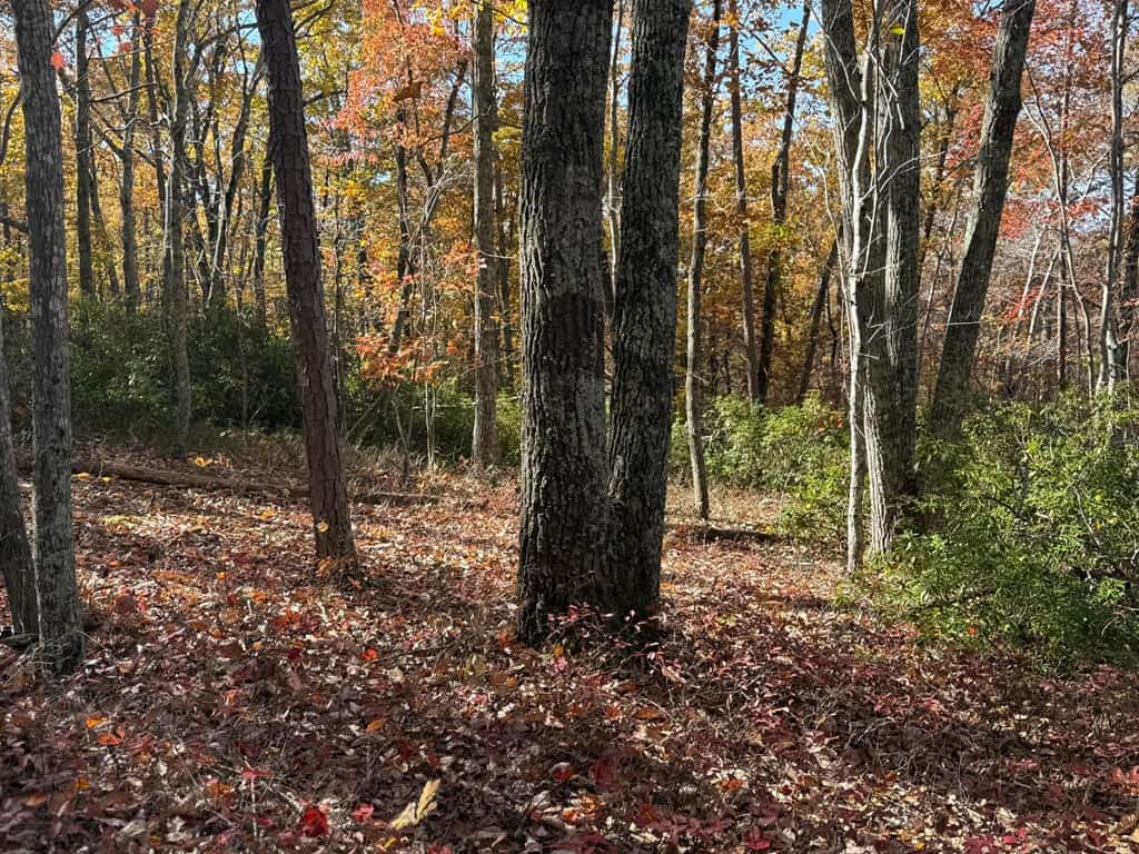 Premier Hunting & Timber Investment with Easy Access & Trails
