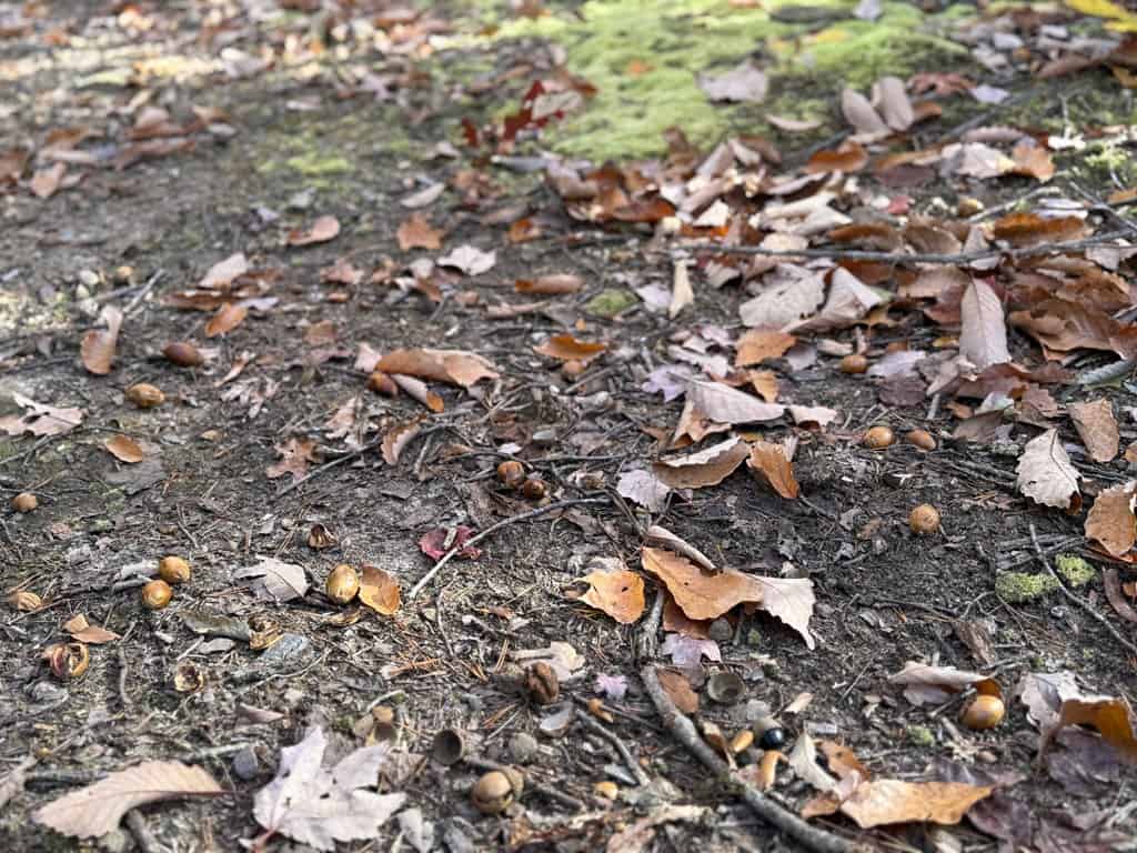 Premier Hunting & Timber Investment with Easy Access & Trails