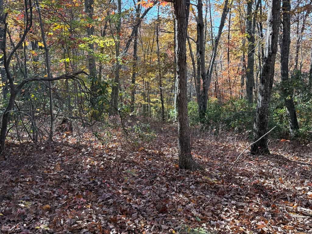 Premier Hunting & Timber Investment with Easy Access & Trails