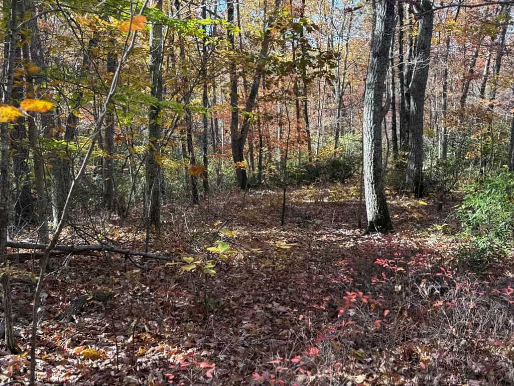 Premier Hunting & Timber Investment with Easy Access & Trails