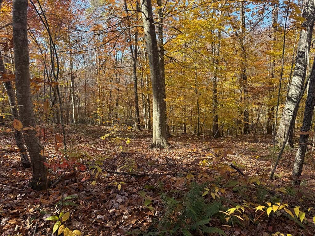 Premier Hunting & Timber Investment with Easy Access & Trails