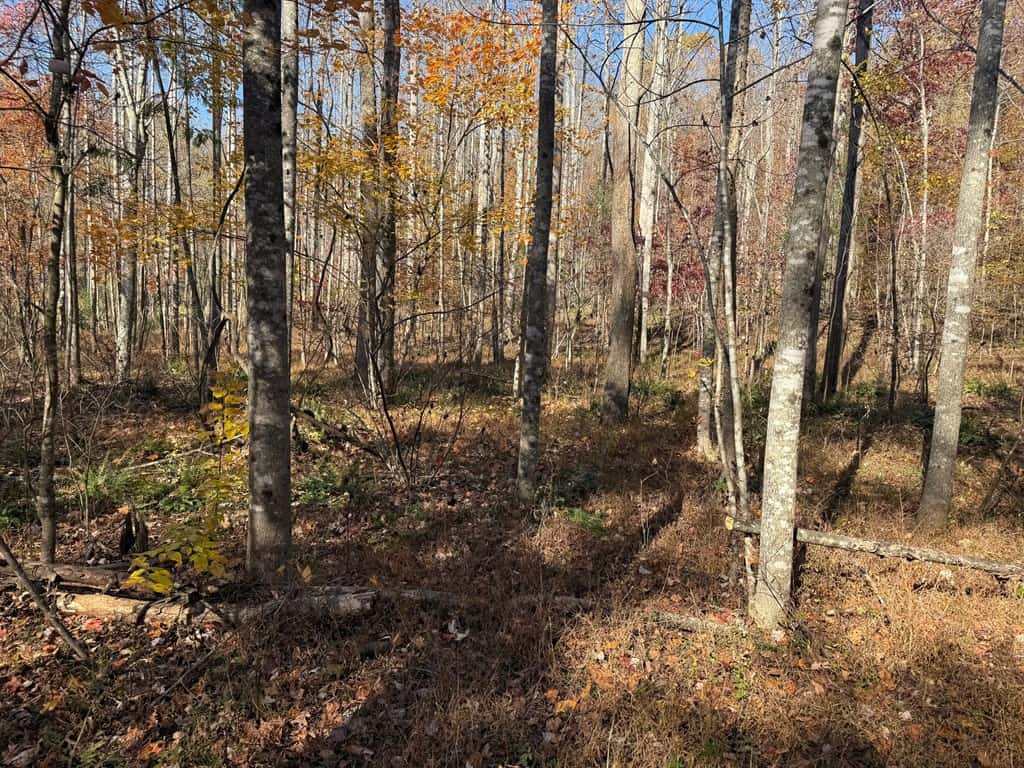 Premier Hunting & Timber Investment with Easy Access & Trails