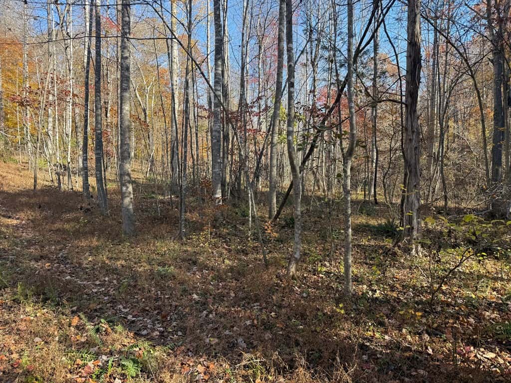 Premier Hunting & Timber Investment with Easy Access & Trails