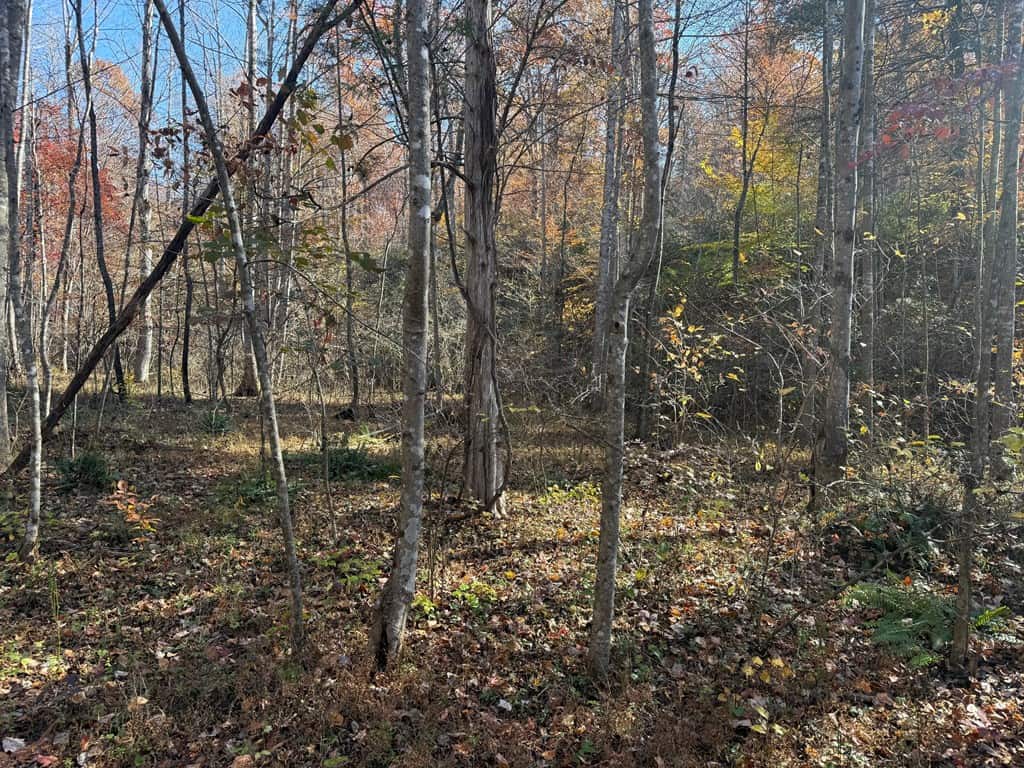 Premier Hunting & Timber Investment with Easy Access & Trails