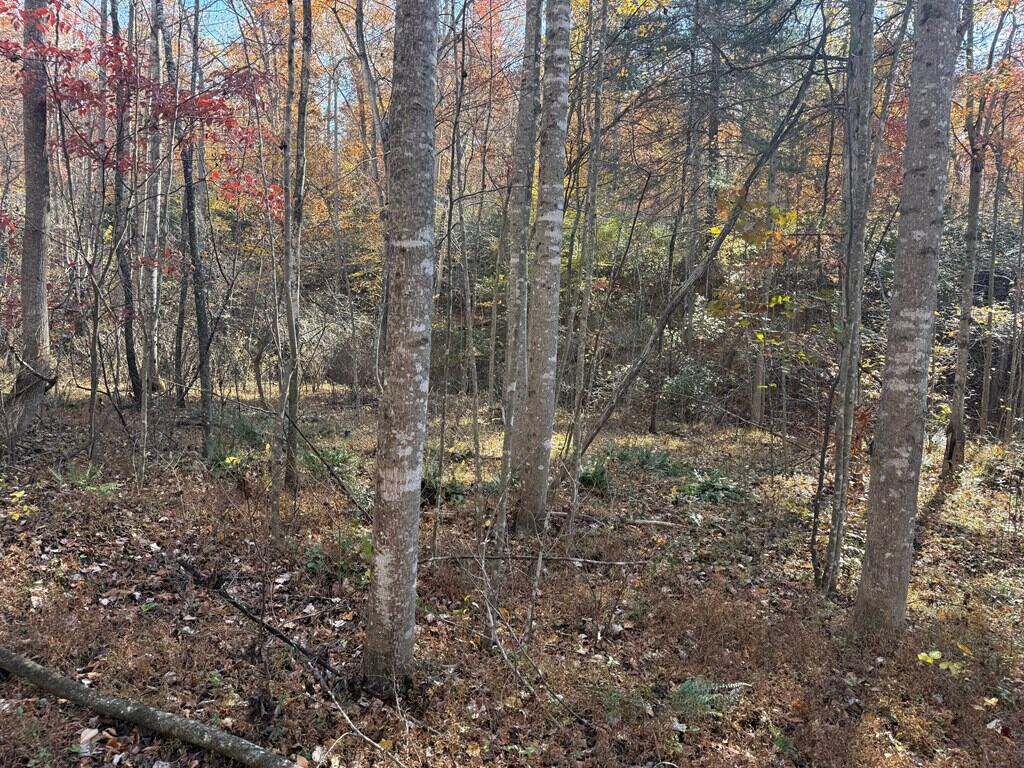 Premier Hunting & Timber Investment with Easy Access & Trails