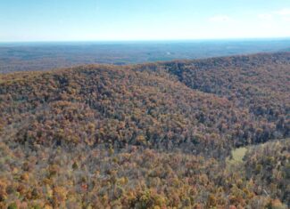 Premier Hunting & Timber Investment with Easy Access & Trails