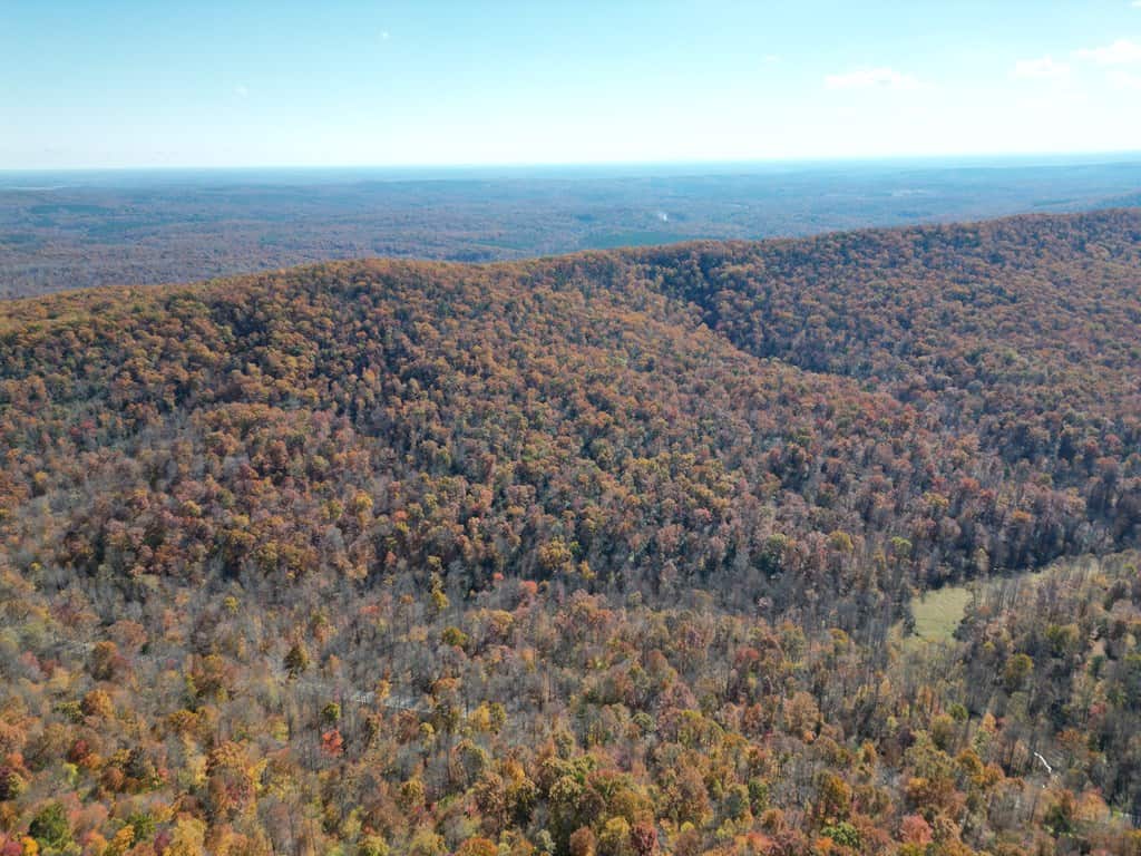 Premier Hunting & Timber Investment with Easy Access & Trails