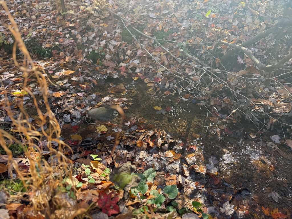 Premier Hunting & Timber Investment with Easy Access & Trails