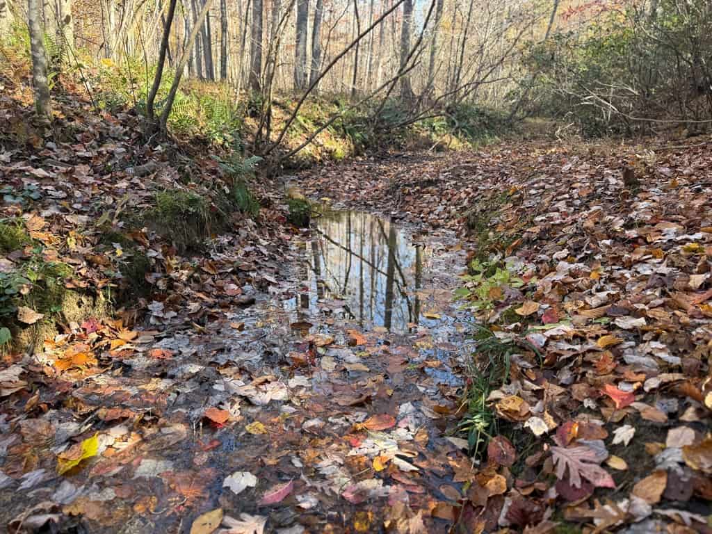 Premier Hunting & Timber Investment with Easy Access & Trails