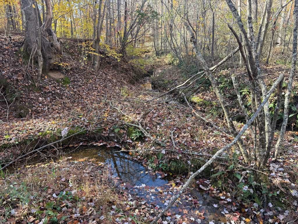 Premier Hunting & Timber Investment with Easy Access & Trails