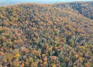 Premier Hunting & Timber Investment with Easy Access & Trails