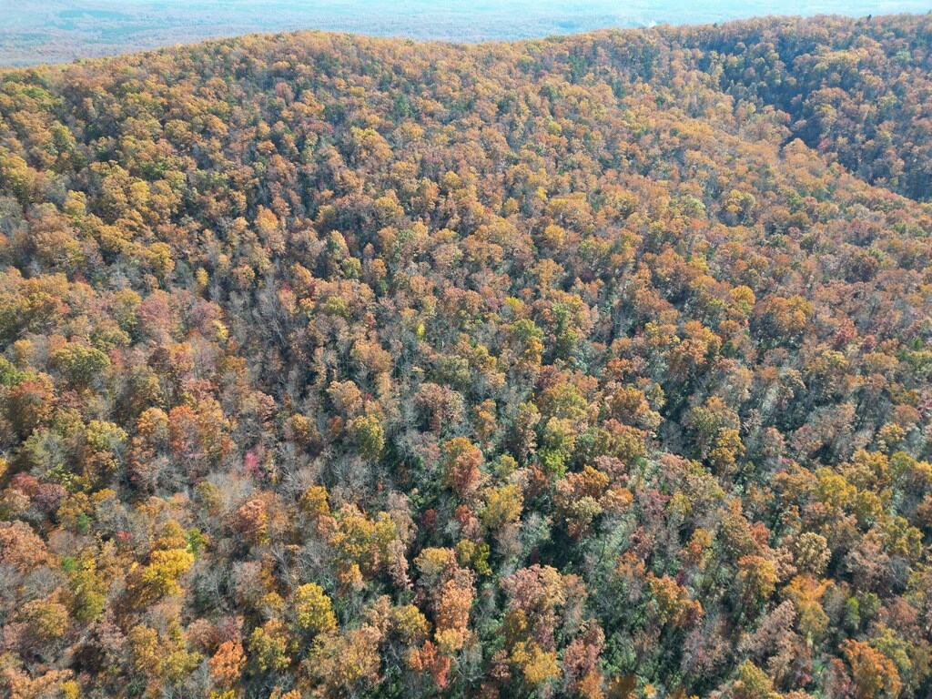 Premier Hunting & Timber Investment with Easy Access & Trails