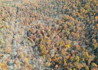 Premier Hunting & Timber Investment with Easy Access & Trails