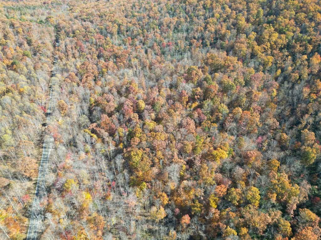 Premier Hunting & Timber Investment with Easy Access & Trails