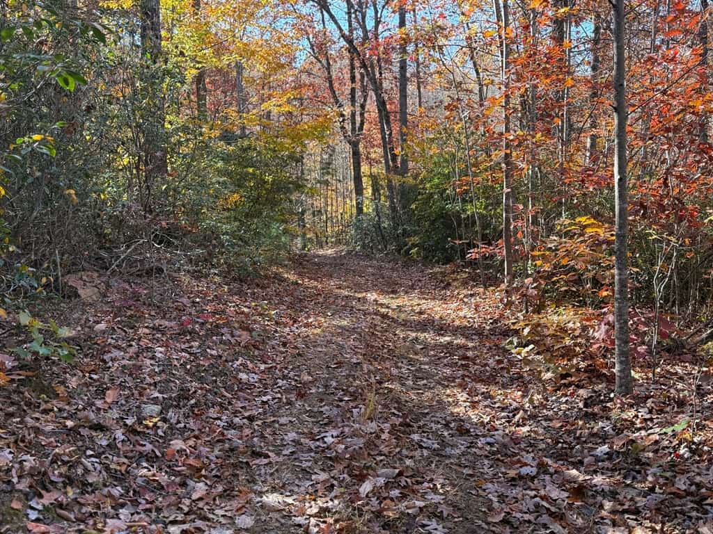 Premier Hunting & Timber Investment with Easy Access & Trails