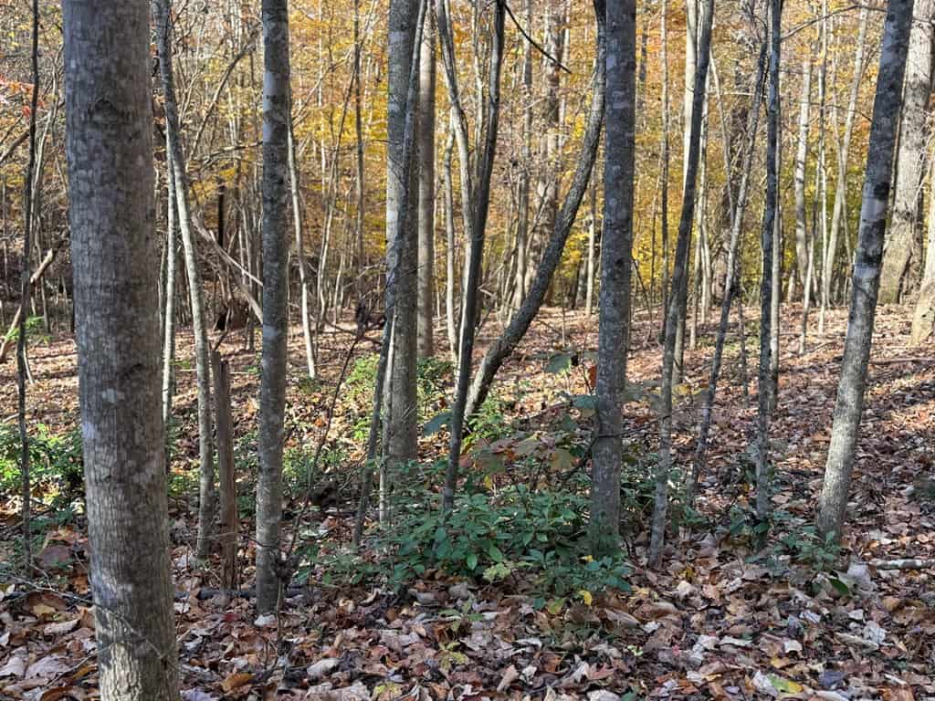 Premier Hunting & Timber Investment with Easy Access & Trails