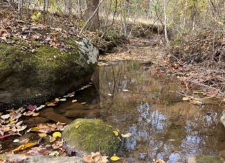 Blackwells Hollow: Your Albemarle County Mountain Retreat – The Ultimate Hunting and Recreation Sanctuary