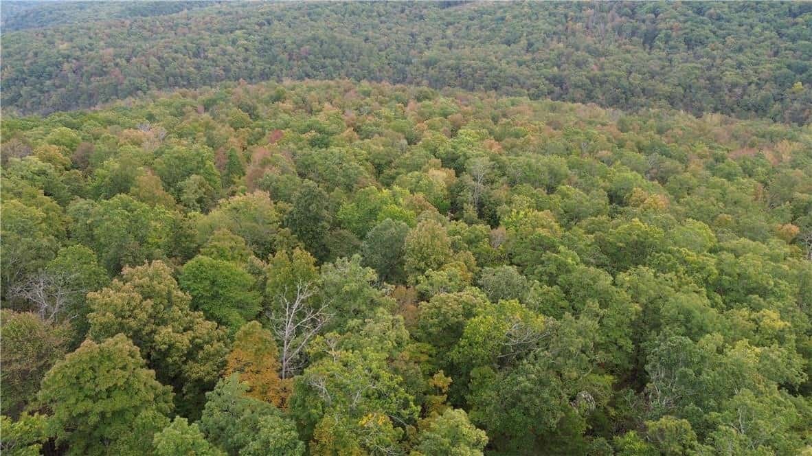 20 Acres Newton County Hunting Timberland For Sale Near Low Gap