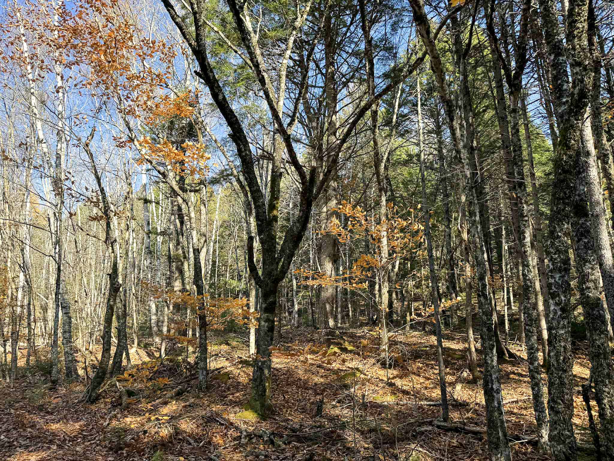 41 Acres with 1330 Ft on Long Lake – Northfield, ME