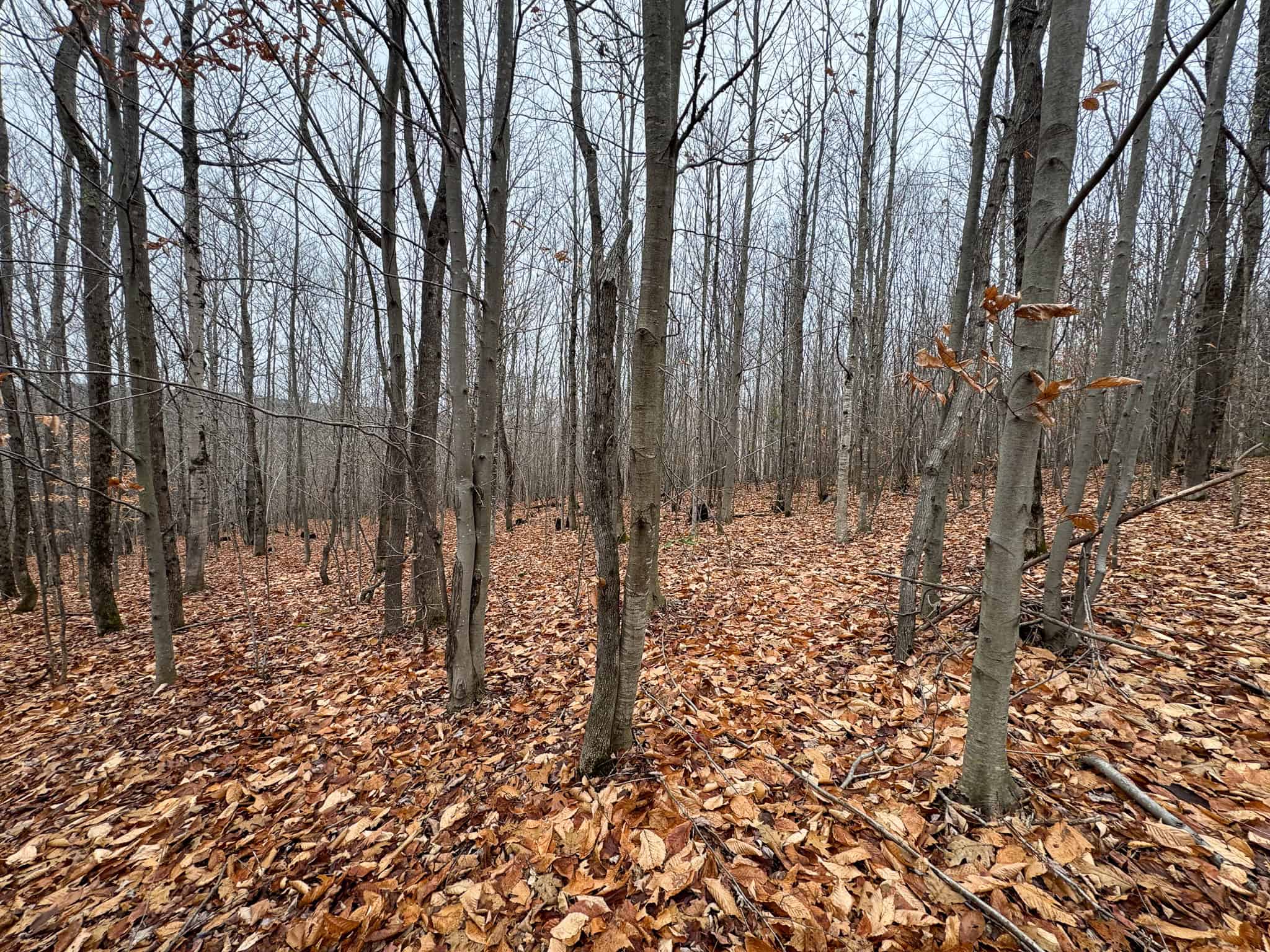 82 Acres with a Mountain View – Strong, Maine