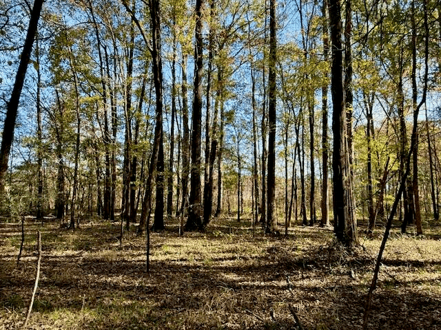 76 Acres For Sale Clay County MS