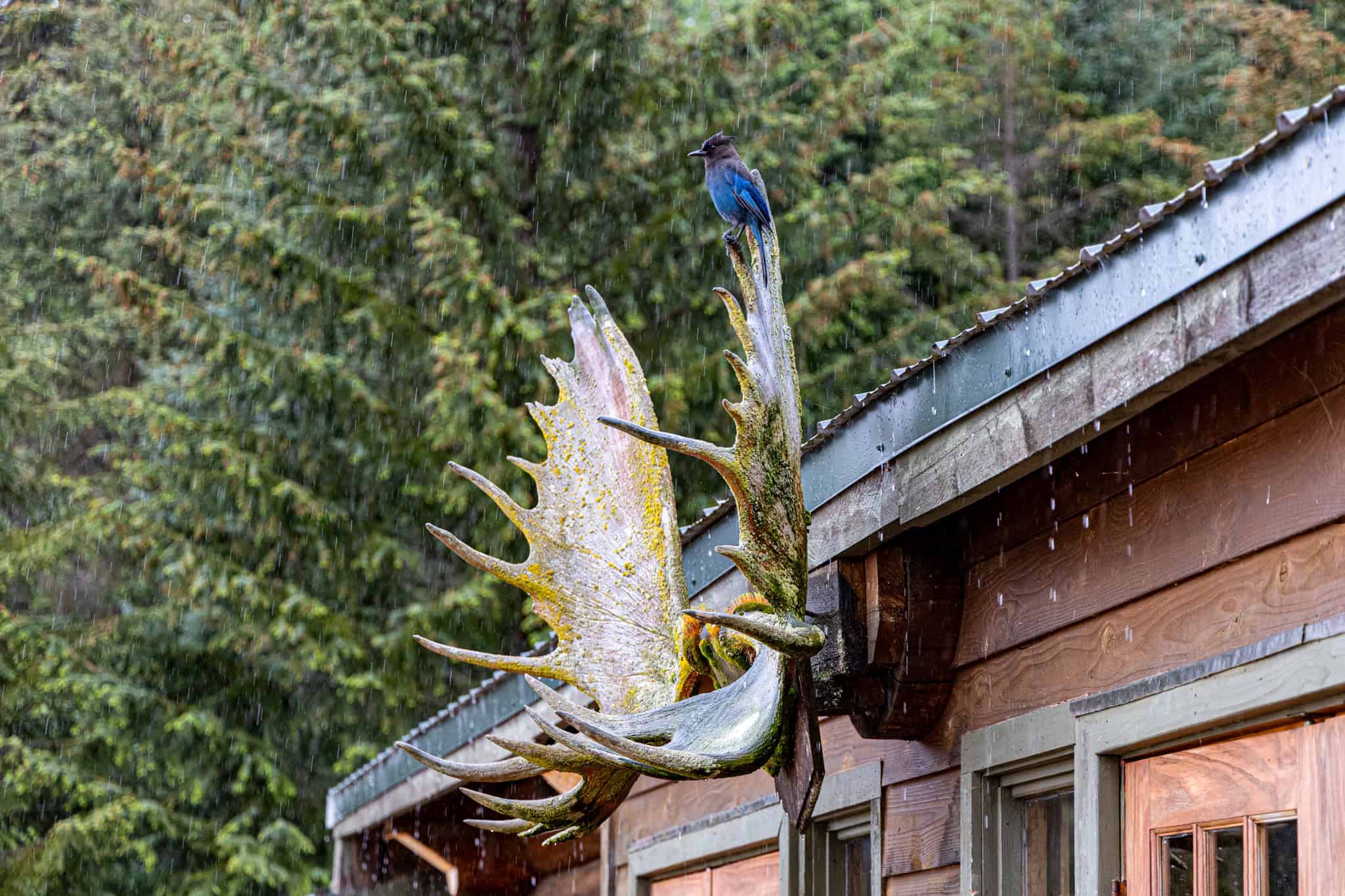Off-Grid Alaska Lodge for Sale in Halibut Cove