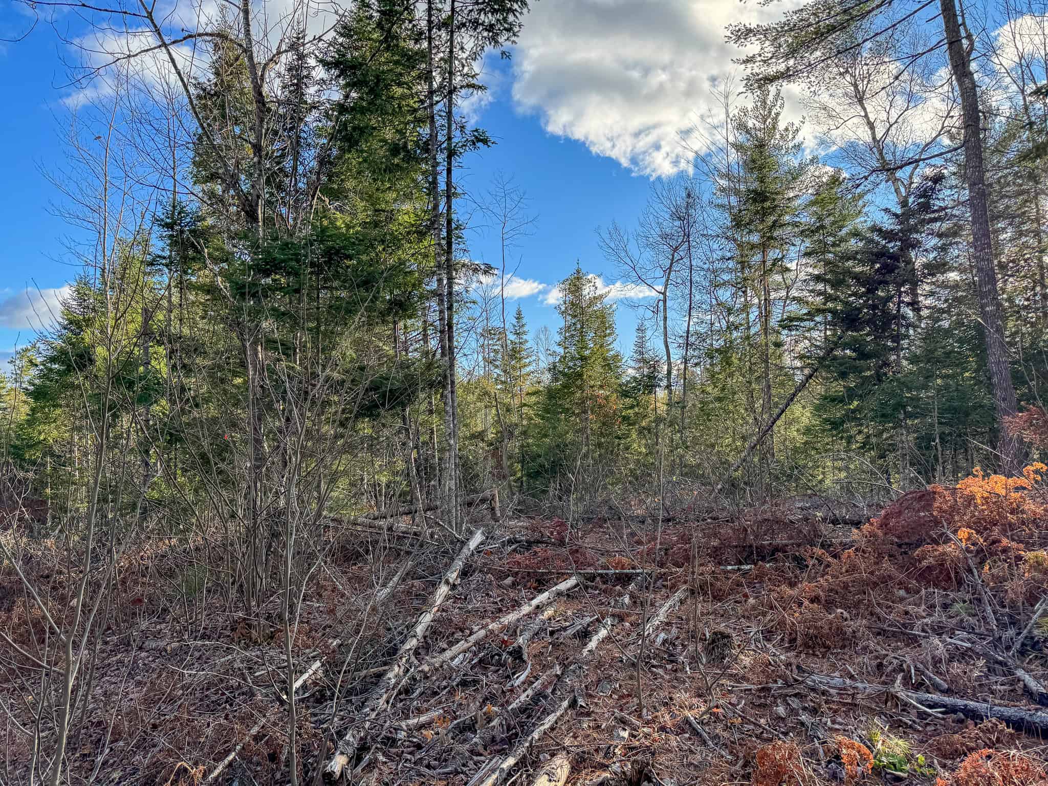 13.9 Acre Surveyed Parcel – Passadumkeag, Maine