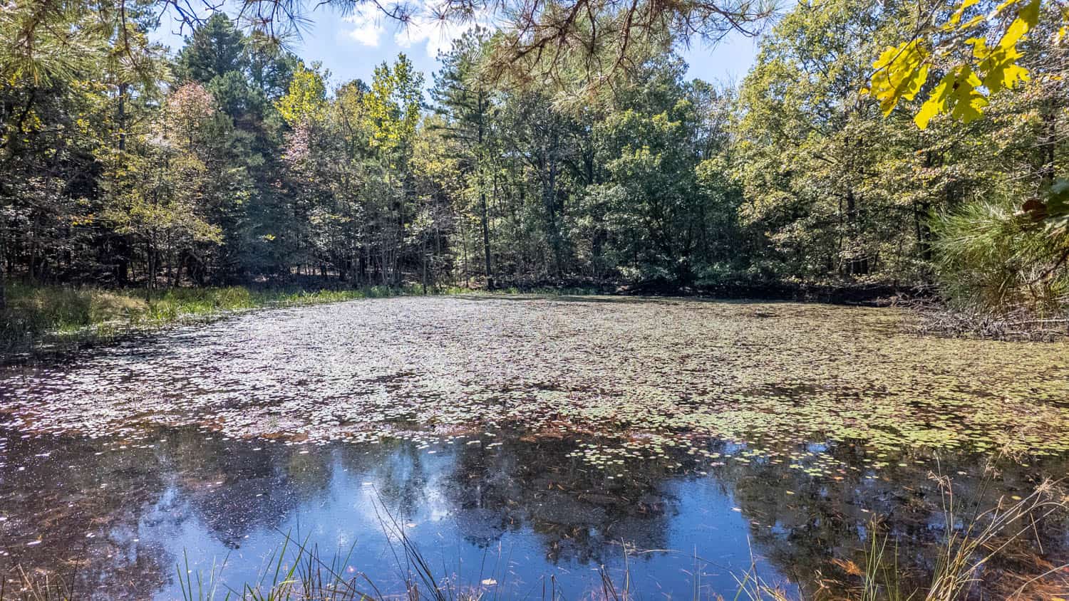 Hunting & Recreational Property | TBD Forrest Drive, Houston, Missouri