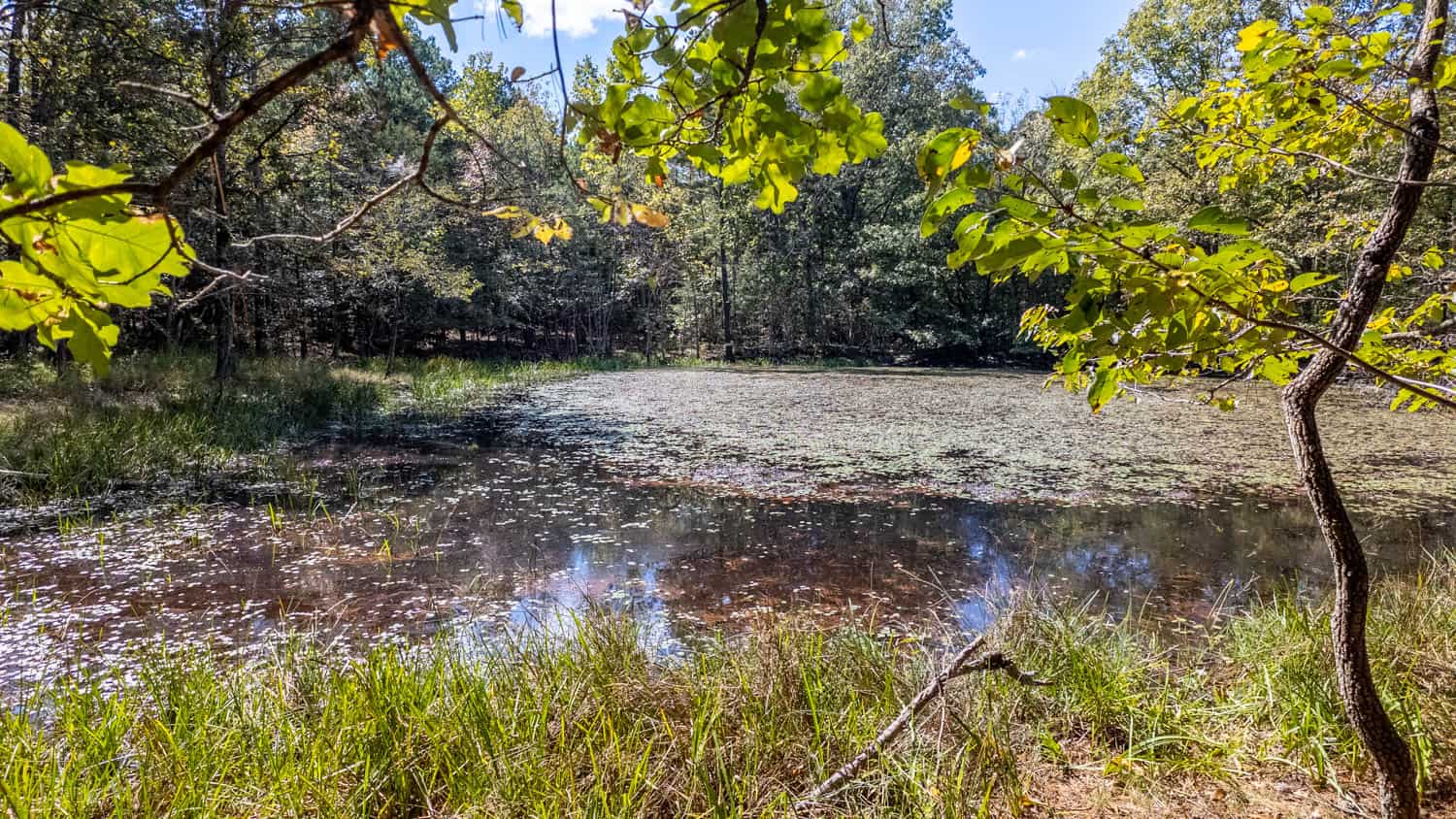 Hunting & Recreational Property | TBD Forrest Drive, Houston, Missouri