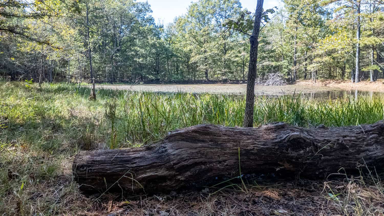 Hunting & Recreational Property | TBD Forrest Drive, Houston, Missouri