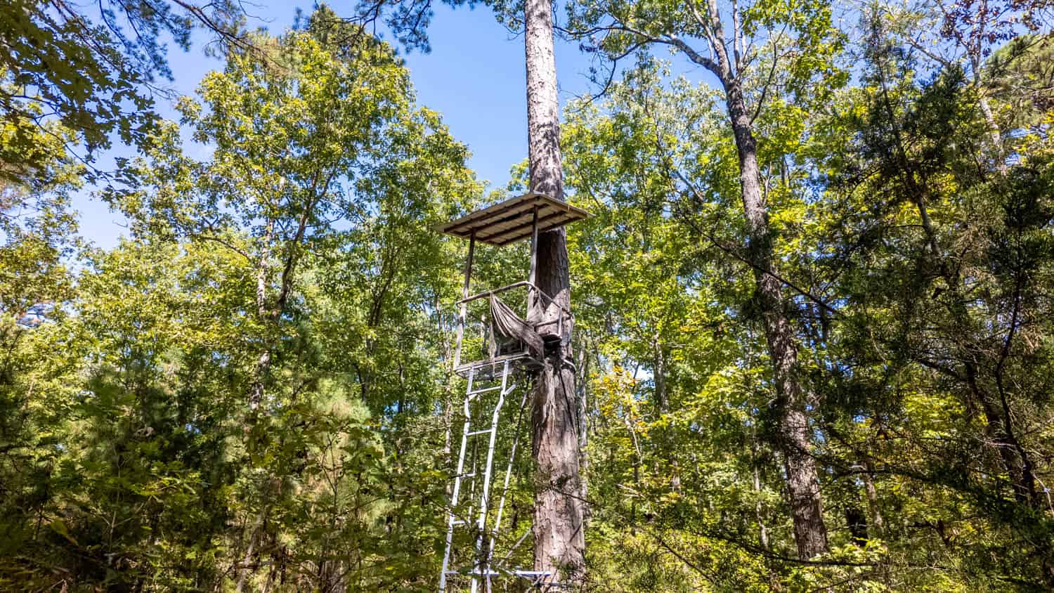 Hunting & Recreational Property | TBD Forrest Drive, Houston, Missouri