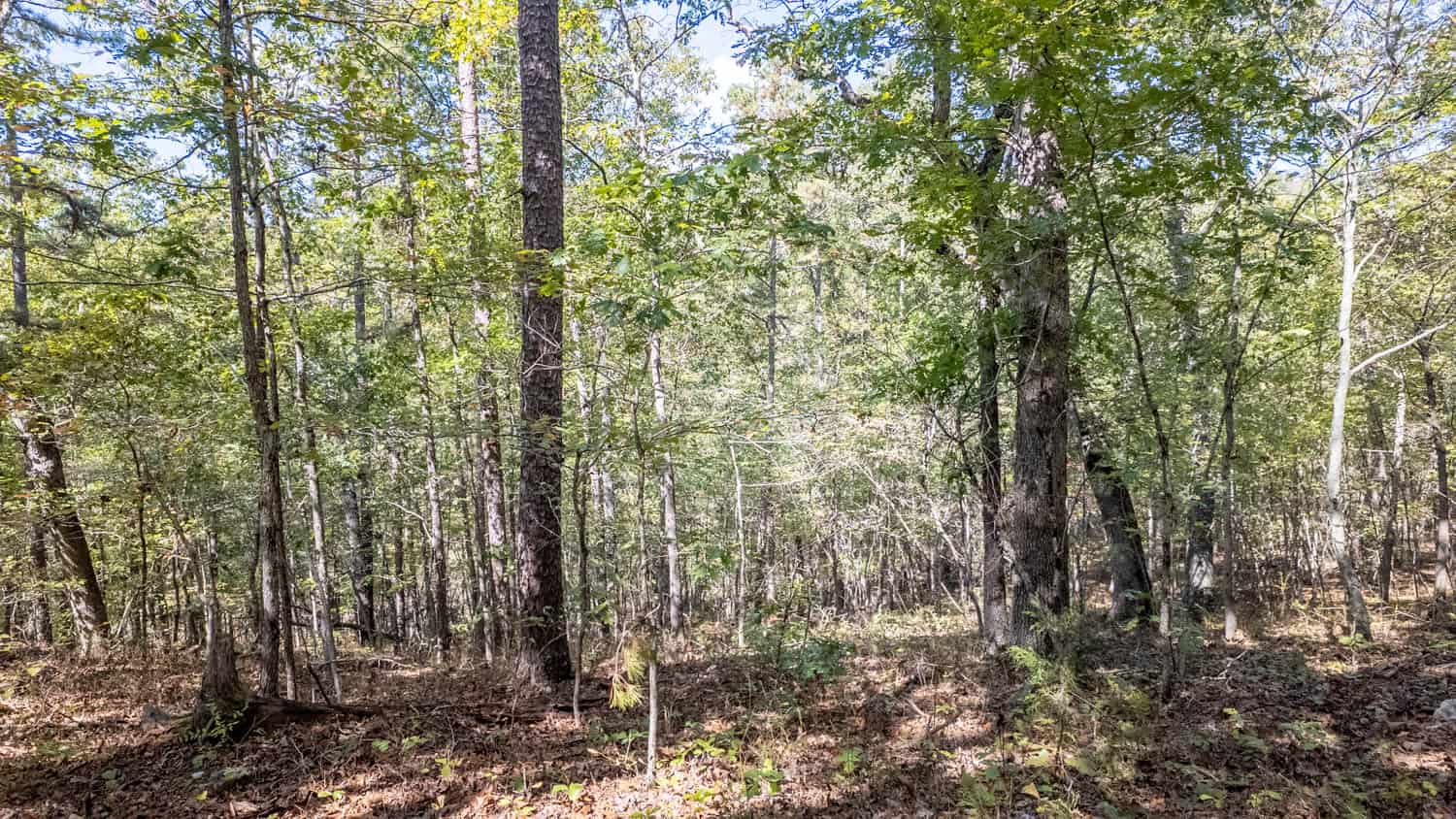 Hunting & Recreational Property | TBD Forrest Drive, Houston, Missouri